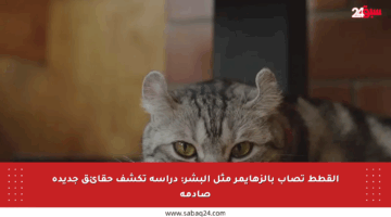 القطط تصاب بالزهايمر مثل البشر: دراسة تكشف حقائق جديدة صادمة